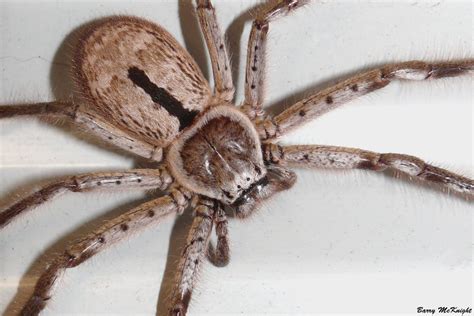 Image result for Huntsman Spider Arizona