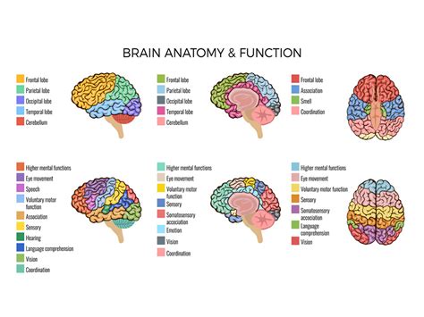 Image result for Brain Function