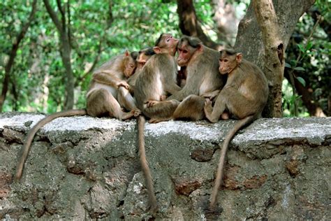 Image result for Human with Monkey Tail