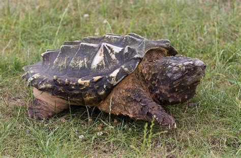 Super Rare Alligator Snapping Turtle に対する画像結果