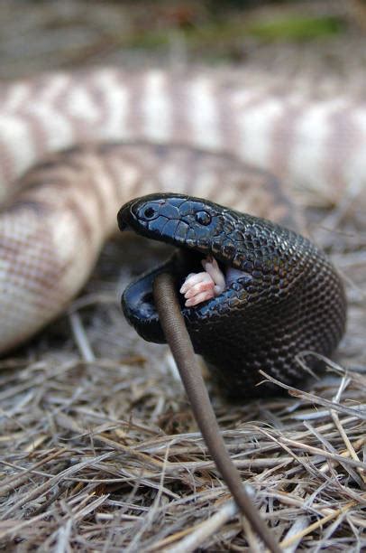 Image result for Black-headed Python Toy