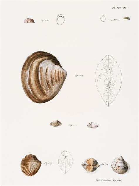 Image result for Types of Shells Chart