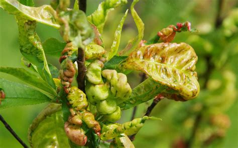 Afbeeldingsresultaten voor Nectarine Tree Diseases