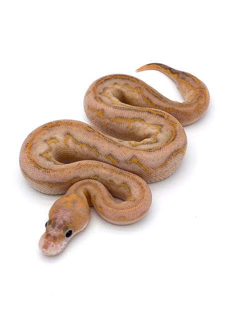 Image result for Red Spectrum Ball Python