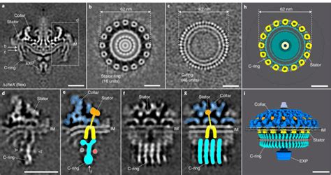 Image result for Flagellar Stator Structure