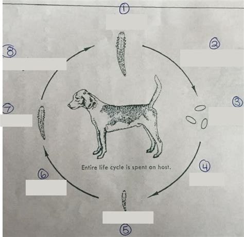 Image result for Demodex Canis On Human