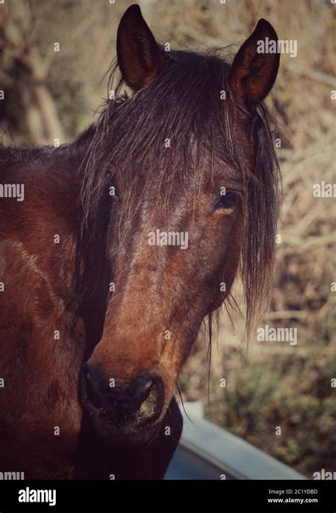 Cheval Brun に対する画像結果