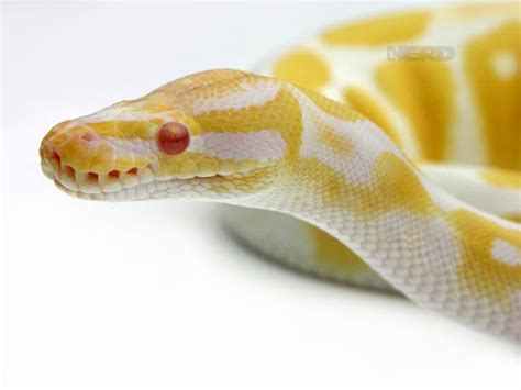 Image result for High Contrast Albino Ball Python