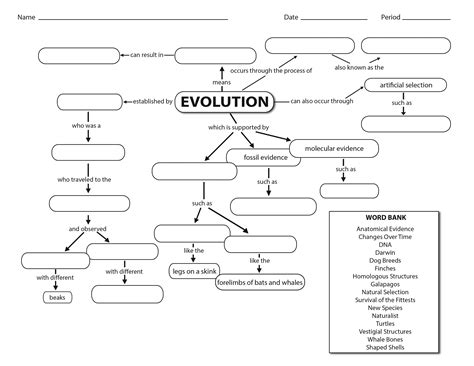 Toradh íomhá ar Evolution and Selection Answer Key