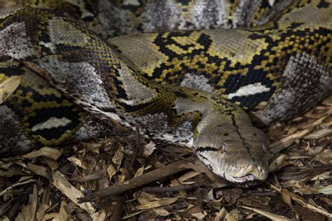 Image result for Reticulated Python Zoo