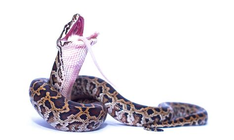 Image result for What Does a Python Look Like