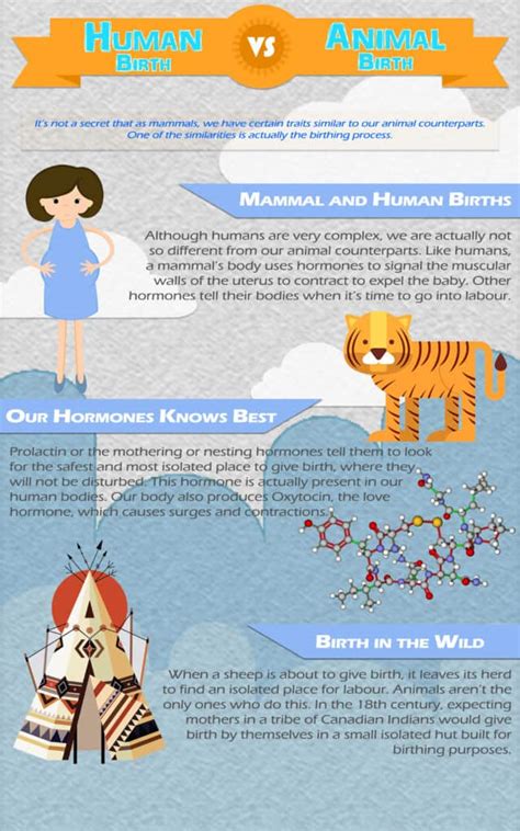 Image result for Human vs Animal Embryo