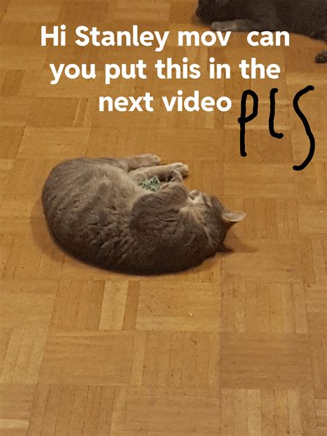 Image result for Stanley Mov Body Pillow