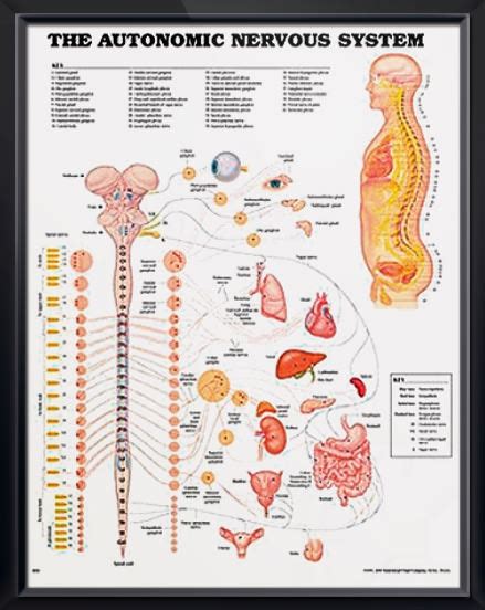 Autonomic Nervous System Function Chart に対する画像結果
