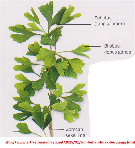 Tumbuhan Ginkgo に対する画像結果