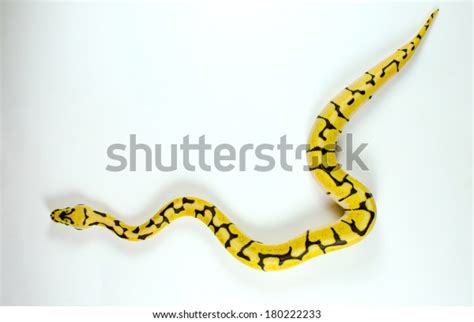 Yellow Ball Python Snake Eye に対する画像結果