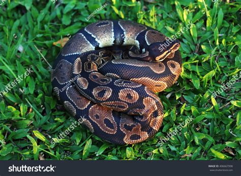 Ball Python Constrictor に対する画像結果