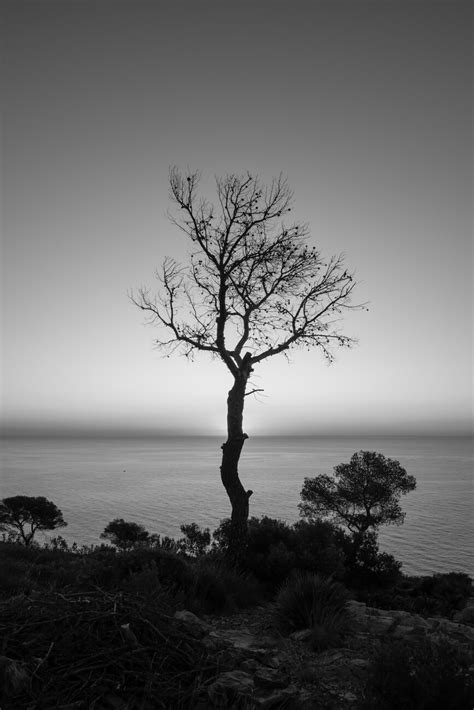 Toradh íomhá ar Black and White Tree Reflection