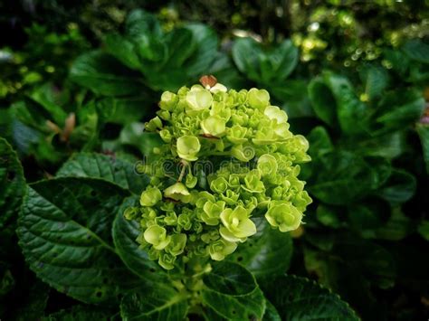 Toradh íomhá ar Briad Hydrangea Broad