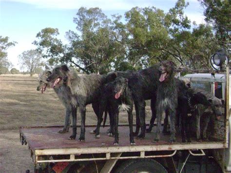 Afbeeldingsresultaten voor Aussie Dog Hunting