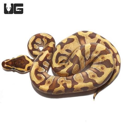 Super Phantom Red Axanthic Ball Python に対する画像結果