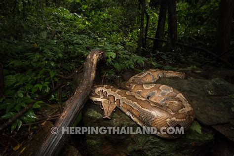 Image result for Bromies Python