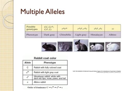 Image result for Blood Types Example for Codominance