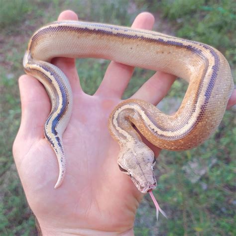 Image result for What Is a Matrix Blood Python