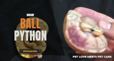 Image result for Ball Python Body Shape