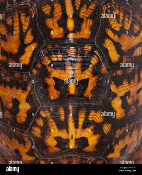 Toradh íomhá ar Pretty Turtle Shells