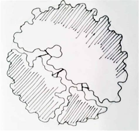 Image result for Tree Canopy Line Work