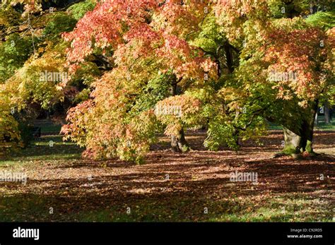 Image result for Acer Japanese Maple Tree Root System