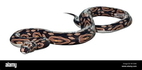 Image result for Ball Python Snake Flower Background