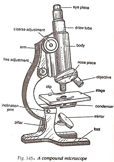 Image result for Compound Microscope Drawing Side View