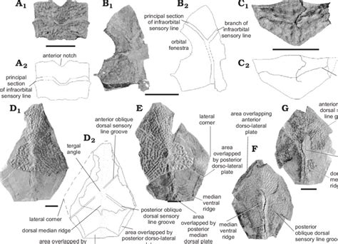 Toradh íomhá ar Dermal Plates