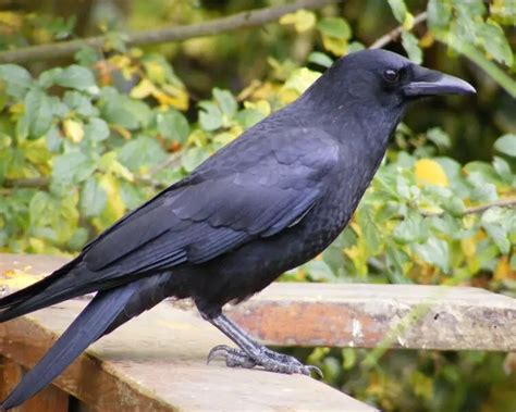 Image result for Western Crow