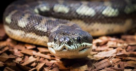 Image result for Python Animal in Short