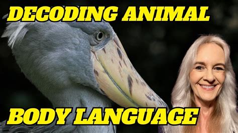 Decoding Animal Picture に対する画像結果