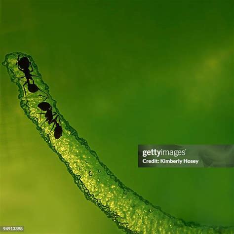 Image result for Ant Tunnels