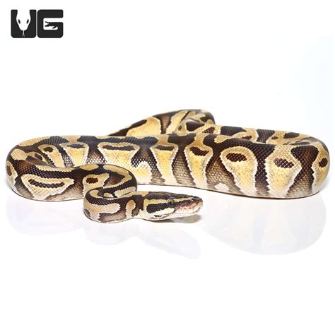 Image result for 5Ft Ball Python