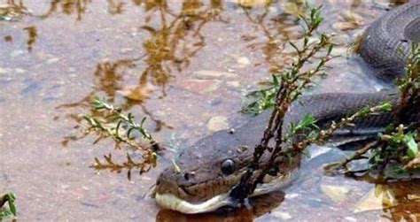Image result for Olive Python Eating