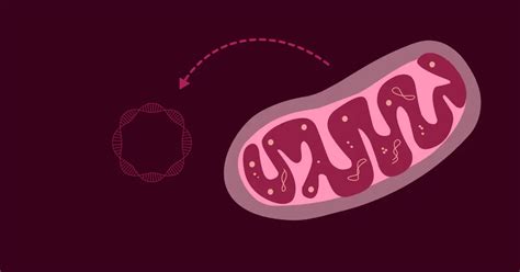 Mitochondrial DNA Sequence に対する画像結果