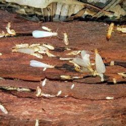 Image result for Ant Attack Termite Nest