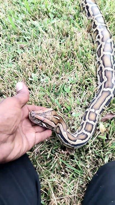 Image result for Handling Burmese Python