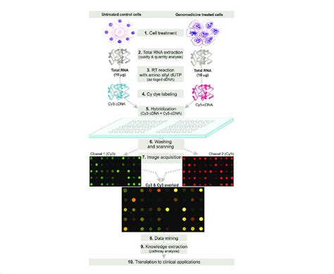 Image result for Microarray Labeling DNA