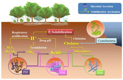 Image result for Phosphate Solubilizing Bacteria Mechanism Diagram