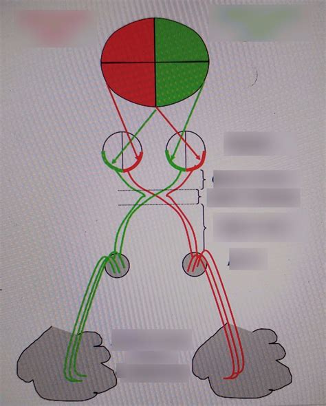 Visual Processing Pathway に対する画像結果
