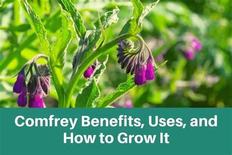 Toradh íomhá ar How Do You Process Comfrey Plant