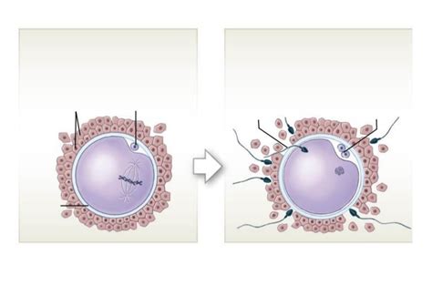 Image result for Ovulated Oocyte