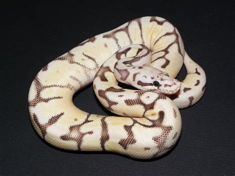 Image result for Bumble Bee Python Fire